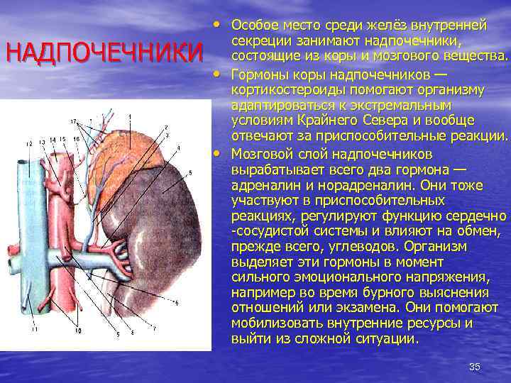  • Особое место среди желёз внутренней НАДПОЧЕЧНИКИ • • секреции занимают надпочечники, состоящие