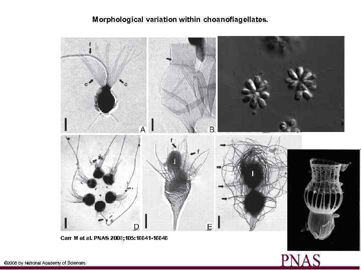 Morphological variation within choanoflagellates. Carr M et al. PNAS 2008; 105: 16641 -16646 ©