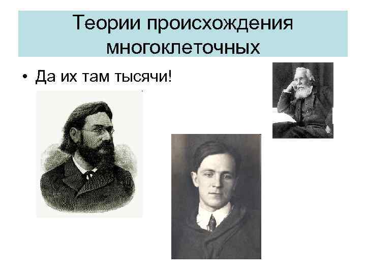 Теории происхождения многоклеточных • Да их там тысячи! 