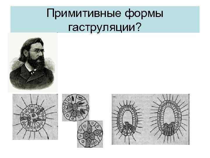 Примитивные формы гаструляции? 