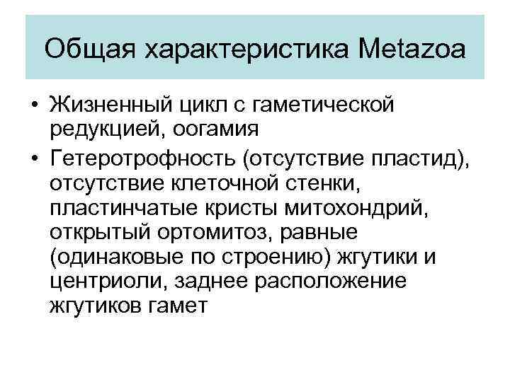 Общая характеристика Metazoa • Жизненный цикл с гаметической редукцией, оогамия • Гетеротрофность (отсутствие пластид),