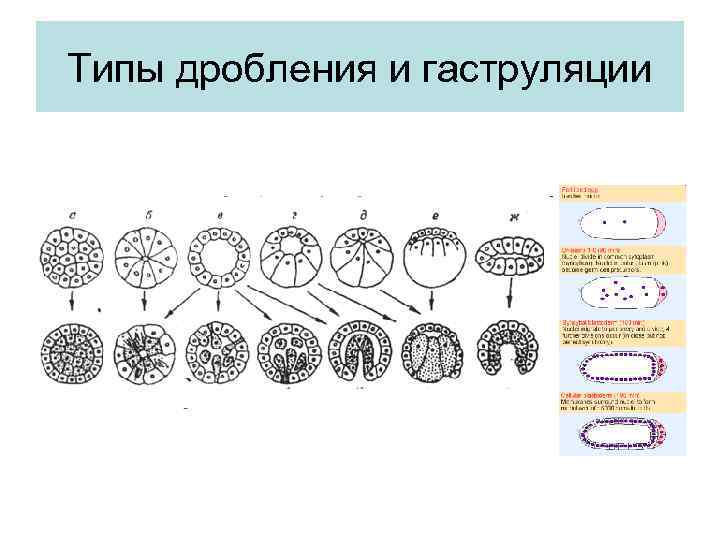 Характер дробления. Типы дробления и гаструляции. Типы яйцеклеток, способы дробления и гаструляции у животных. Типы дробления яйцеклеток. Типы дробления зиготы таблица.