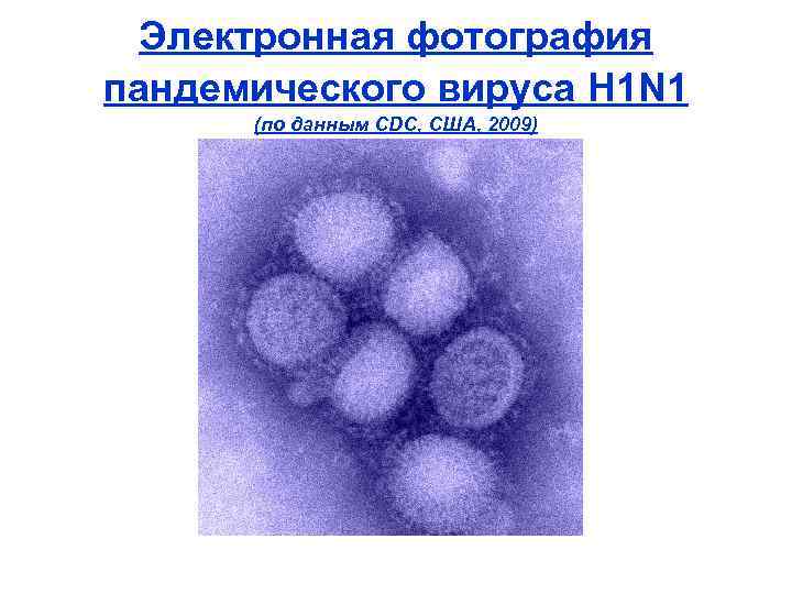 Электронная фотография пандемического вируса H 1 N 1 (по данным CDC, США, 2009) 