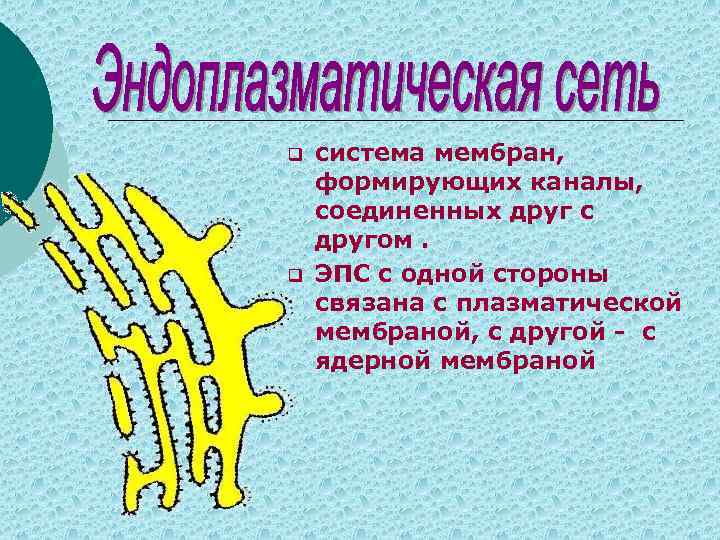 q q система мембран, формирующих каналы, соединенных друг с другом. ЭПС с одной стороны