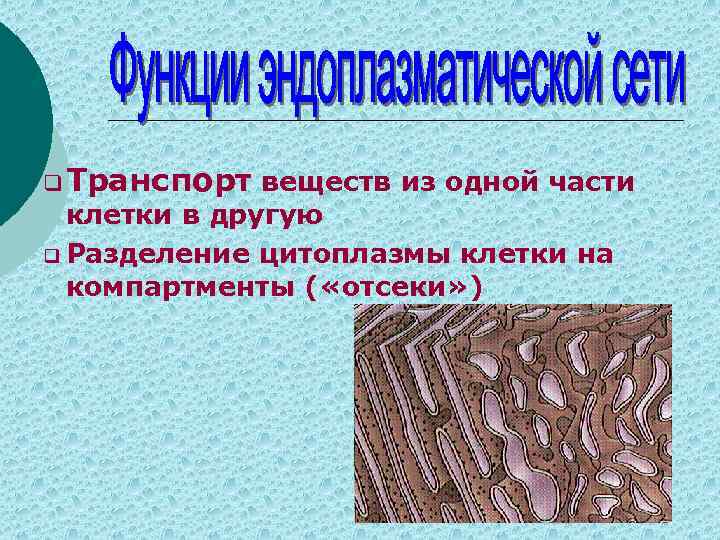 q Транспорт веществ из одной части клетки в другую q Разделение цитоплазмы клетки на