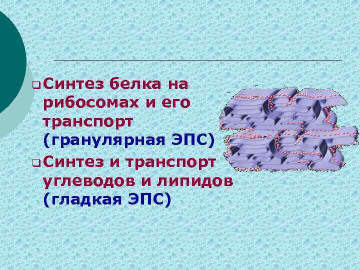 q Синтез белка на рибосомах и его транспорт (гранулярная ЭПС) q Синтез и транспорт