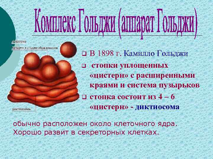 q q q В 1898 г. Камилло Гольджи стопки уплощенных «цистерн» с расширенными краями