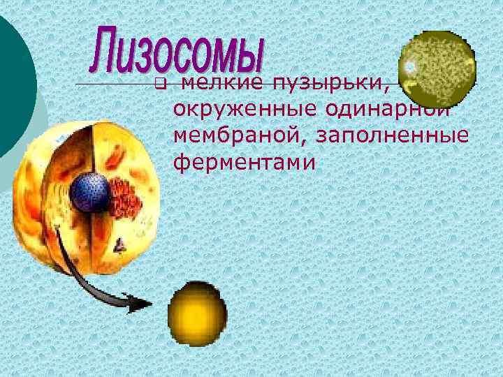 q мелкие пузырьки, окруженные одинарной мембраной, заполненные ферментами 