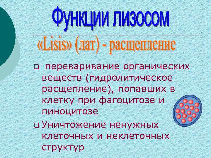 Расщепление органических веществ клетки. Основное вещество цитоплазмы. Гидролитическое расщепление веществ. Цитоплазма расщепление. Пиноцитоз лекарственных веществ.