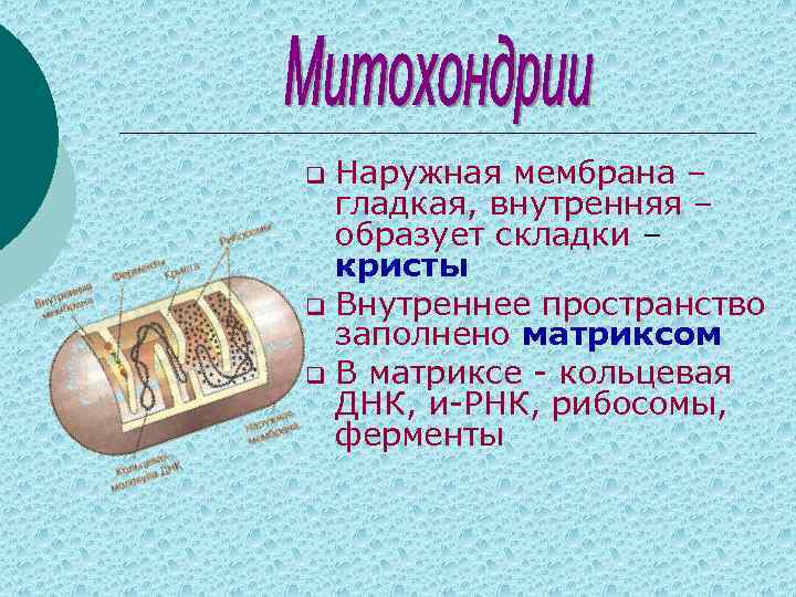 Наружная мембрана – гладкая, внутренняя – образует складки – кристы q Внутреннее пространство заполнено