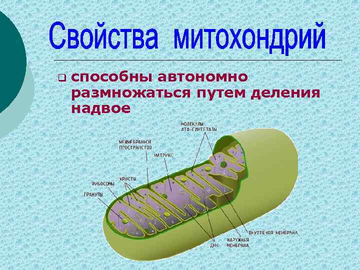 q способны автономно размножаться путем деления надвое 