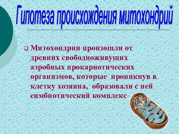 q Митохондрии произошли от древних свободноживущих аэробных прокариотических организмов, которые проникнув в клетку хозяина,
