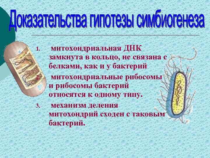 1. 2. 3. митохондриальная ДНК замкнута в кольцо, не связана с белками, как и