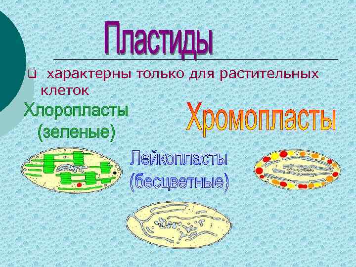 q характерны только для растительных клеток 