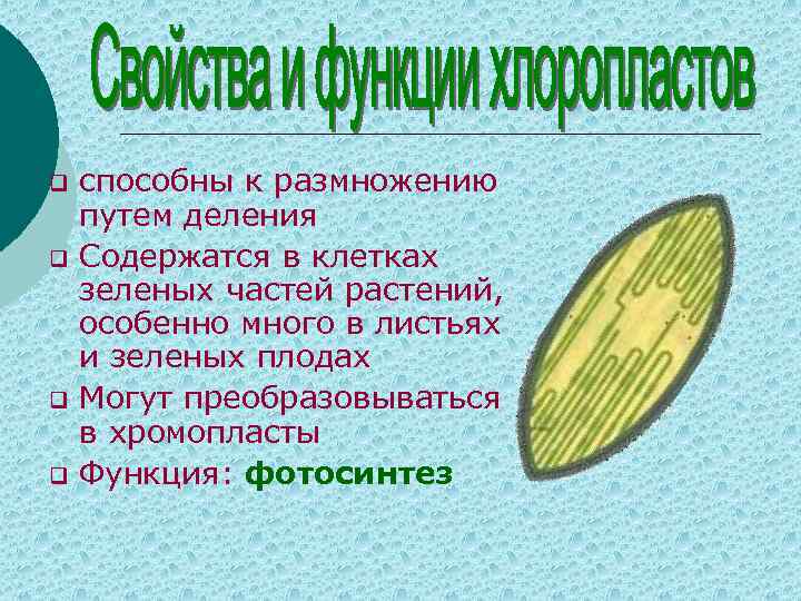 q q способны к размножению путем деления Содержатся в клетках зеленых частей растений, особенно