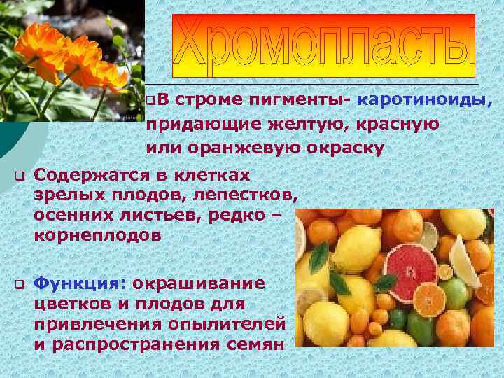q. В строме пигменты- каротиноиды, придающие желтую, красную или оранжевую окраску q Содержатся в