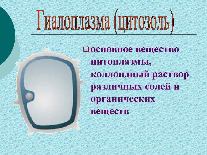q основное вещество цитоплазмы, коллоидный раствор различных солей и органических веществ 