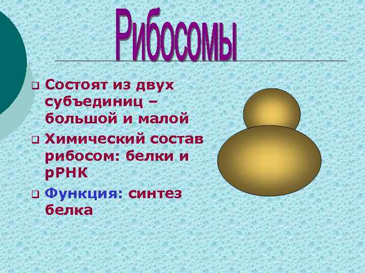 Из субъединиц состоят