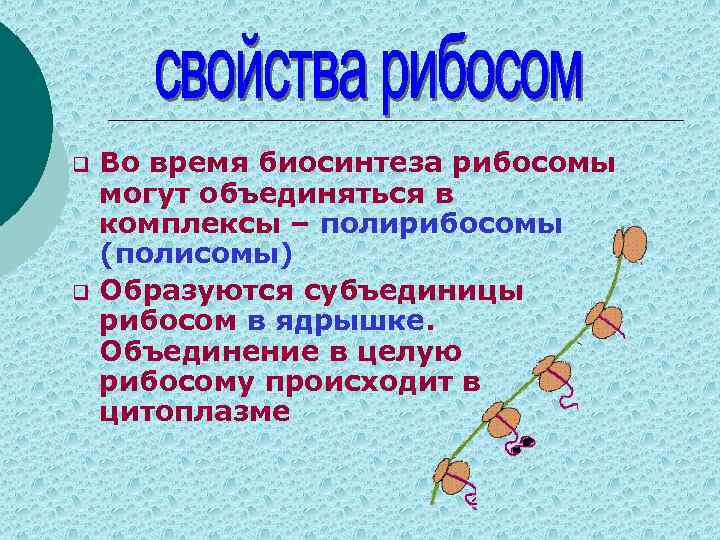 Образующая рибосомы. Рибосомы характеристика. Рибосомы функции кратко. Рибосомы характеристика и функции. Строение и характеристика рибосом.