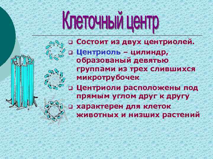 q q Состоит из двух центриолей. Центриоль – цилиндр, образованый девятью группами из трех