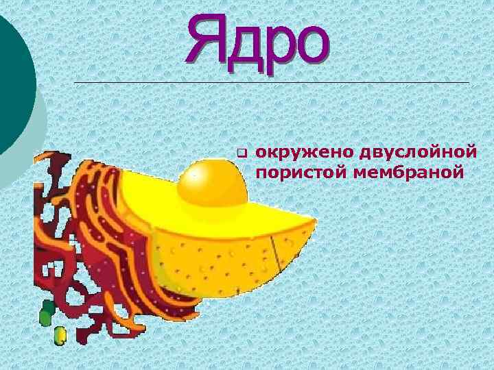 q окружено двуслойной пористой мембраной 