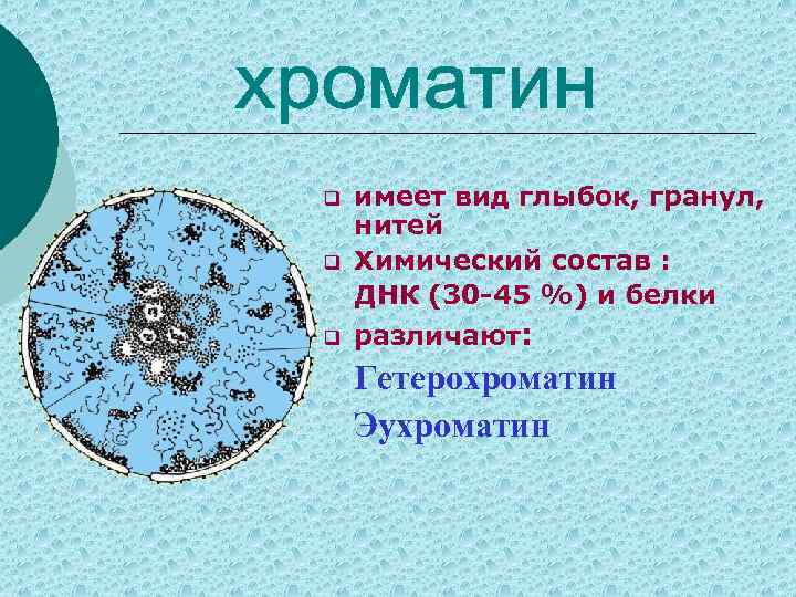 q q q имеет вид глыбок, гранул, нитей Химический состав : ДНК (30 -45