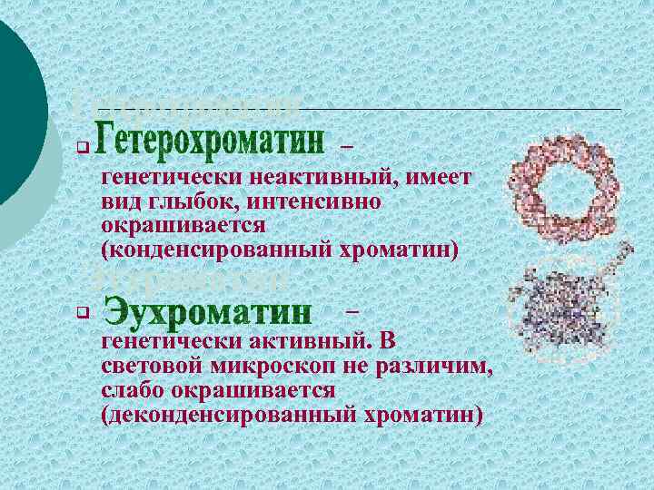 Имеет вид более. Деконденсированный хроматин это. Хроматин и гетерохроматин. Конденсированный эухроматин. Диффузный и конденсированный хроматин.