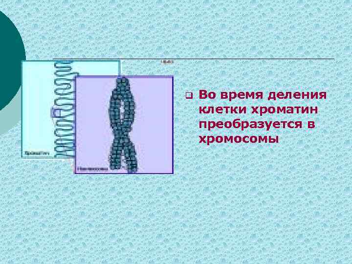 q Во время деления клетки хроматин преобразуется в хромосомы 