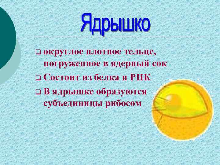 q округлое плотное тельце, погруженное в ядерный сок q Состоит из белка и РНК