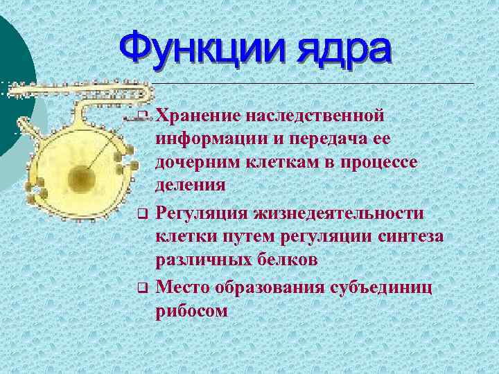 q q q Хранение наследственной информации и передача ее дочерним клеткам в процессе деления