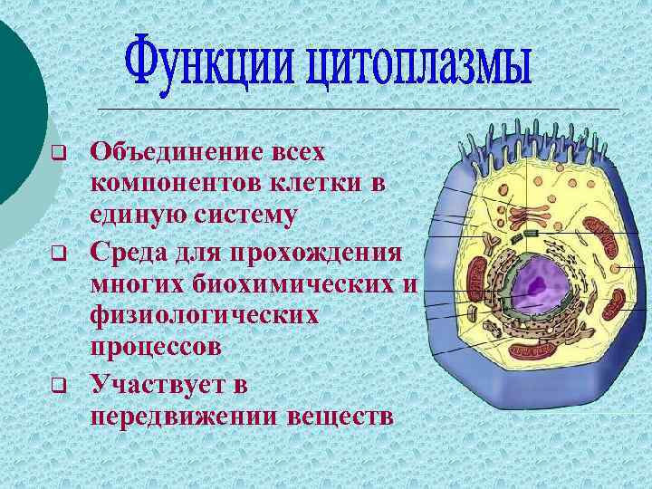 q q q Объединение всех компонентов клетки в единую систему Среда для прохождения многих