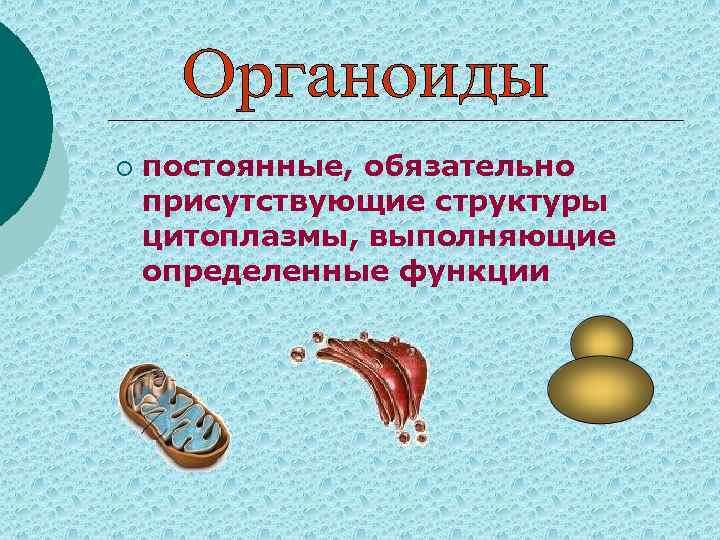 ¡ постоянные, обязательно присутствующие структуры цитоплазмы, выполняющие определенные функции 