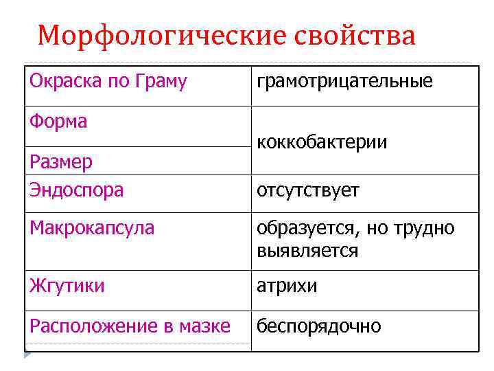 Морфологические свойства Окраска по Граму Форма Размер Эндоспора грамотрицательные коккобактерии отсутствует Макрокапсула образуется, но