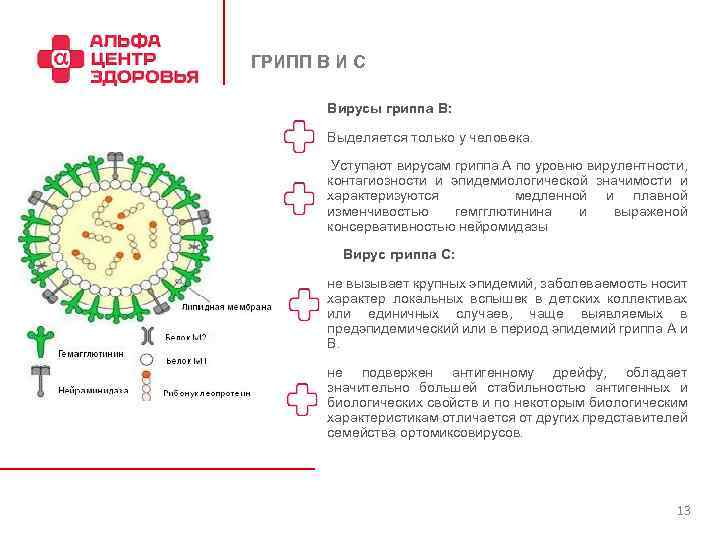 Репродукция вируса гриппа. Вирус гриппа обладает. Вирулентность вируса гриппа. Лабораторная диагностика вируса гриппа.