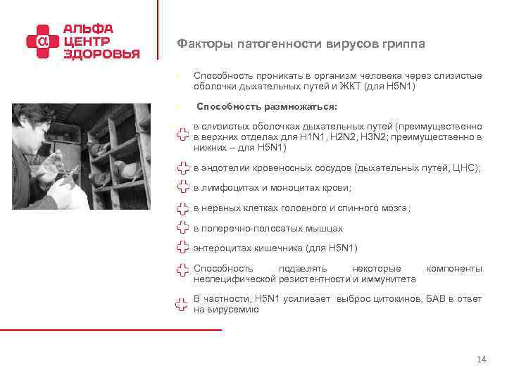 Факторы патогенности вирусов гриппа n n n Способность проникать в организм человека через слизистые