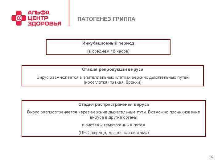 ПАТОГЕНЕЗ ГРИППА Инкубационный период (в среднем 48 часов) Стадия репродукции вируса Вирус размножается в