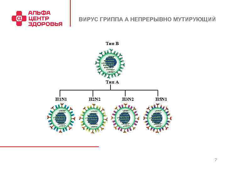 ВИРУС ГРИППА А НЕПРЕРЫВНО МУТИРУЮЩИЙ Tип B Tип A H 1 N 1 H