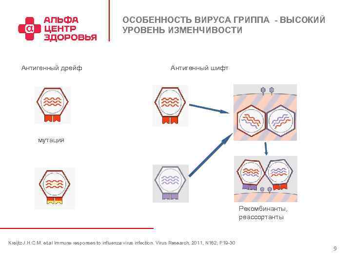 ОСОБЕННОСТЬ ВИРУСА ГРИППА - ВЫСОКИЙ УРОВЕНЬ ИЗМЕНЧИВОСТИ Антигенный дрейф Антигенный шифт мутация Рекомбинанты, реассортанты