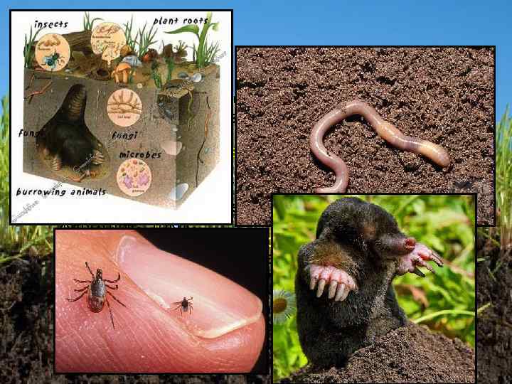  Почва — это среда обитания множества организмов. Существа, обитающие в почве, называются педобионтами.