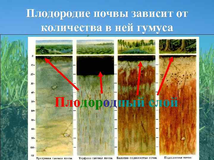 Плодородие почвы зависит от количества в ней гумуса Плодородный слой 