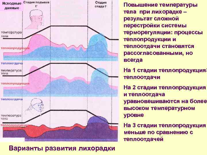 Усиление теплопродукции. Процессы теплопродукции и теплоотдачи. Механизмы повышения теплопродукции при лихорадке. Теплопродукция и теплоотдача при лихорадке.