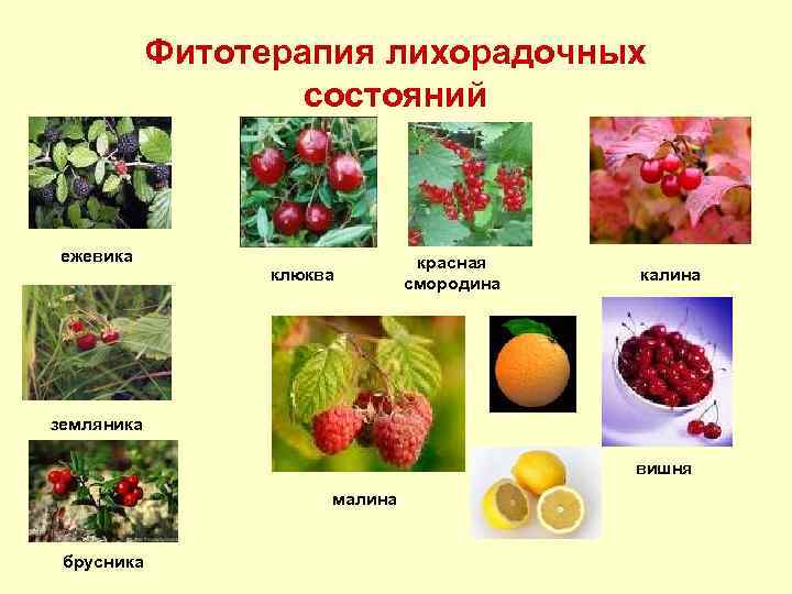 Фитотерапия лихорадочных состояний ежевика клюква красная смородина калина земляника вишня малина брусника 