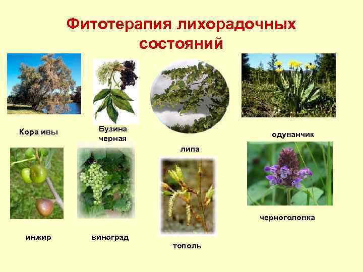 Фитотерапия лихорадочных состояний Кора ивы Бузина черная одуванчик липа черноголовка инжир виноград тополь 