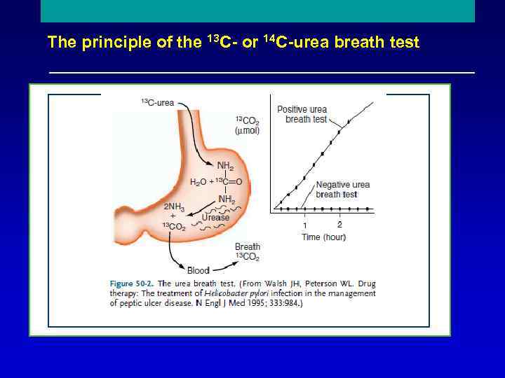 The principle of the 13 C- or 14 C-urea breath test Reproduced with permission