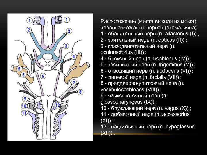Расположение (места выхода из мозга) черепно-мозговых нервов (схематично). 1 - обонятельный нерв (n. olfactorius