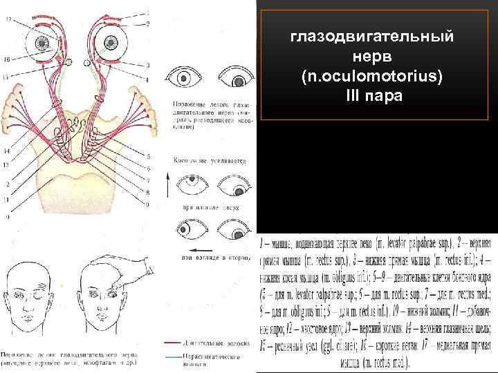 глазодвигательный нерв (n. oculomotorius) III пара 