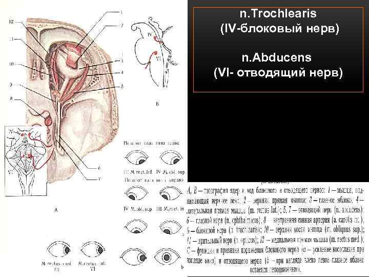 n. Trochlearis (IV-блоковый нерв) n. Abducens (VI- отводящий нерв) 
