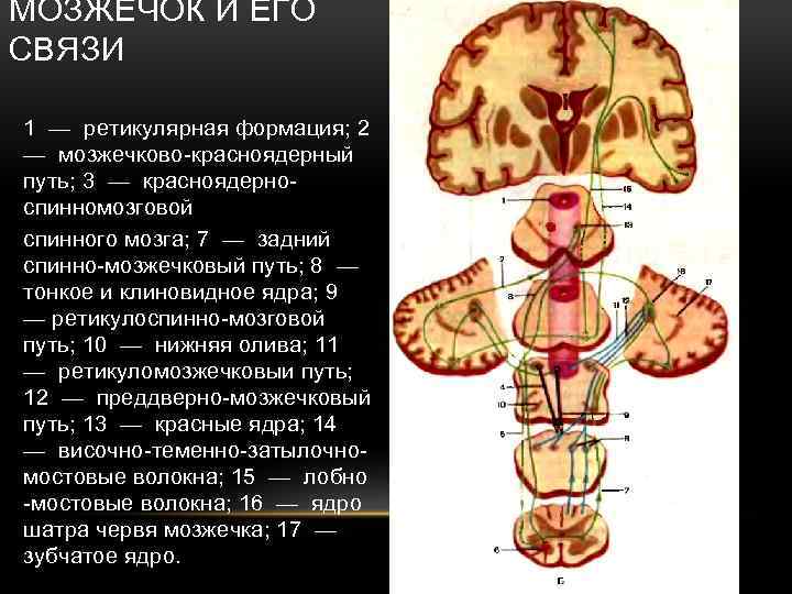 МОЗЖЕЧОК И ЕГО СВЯЗИ 1 — ретикулярная формация; 2 — мозжечково-красноядерный путь; 3 —