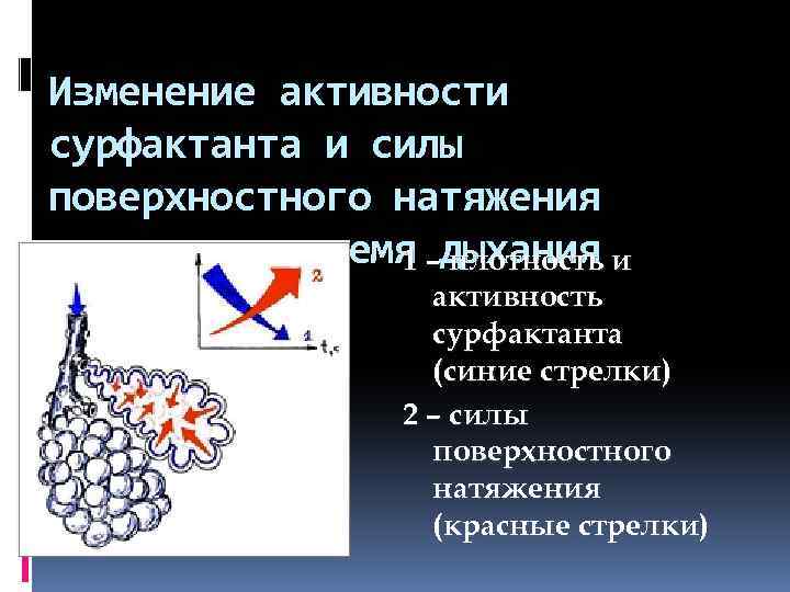 Изменение активности сурфактанта и силы поверхностного натяжения альвеол во время –дыхания и 1 плотность