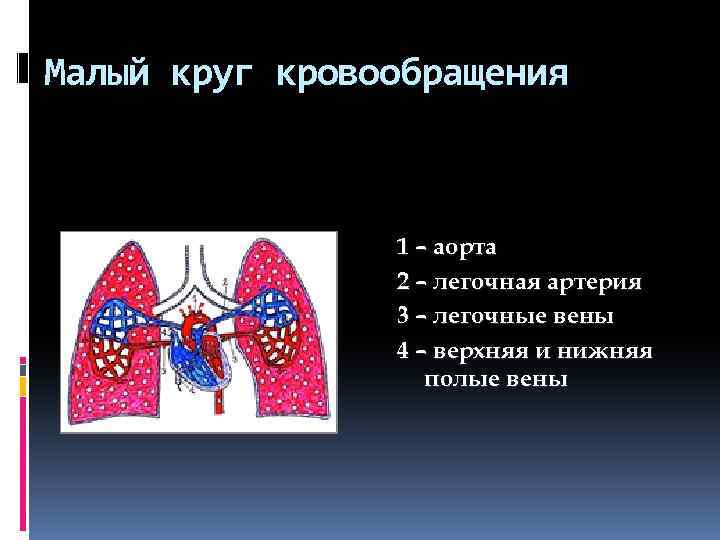 Малый круг кровообращения 1 – аорта 2 – легочная артерия 3 – легочные вены